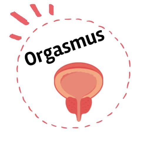 Wie fühlt sich ein Prostata-Orgasmus an? - Anatomie der Prostata